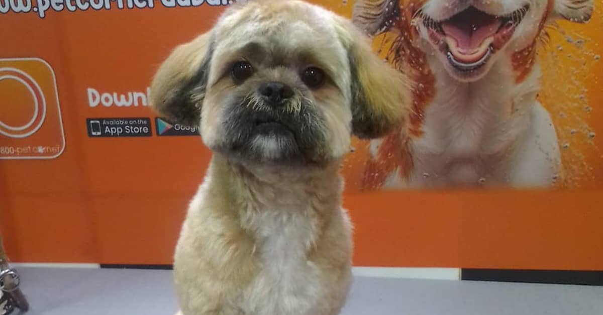 Basic Or Full Grooming At Pet Corner Dubai
