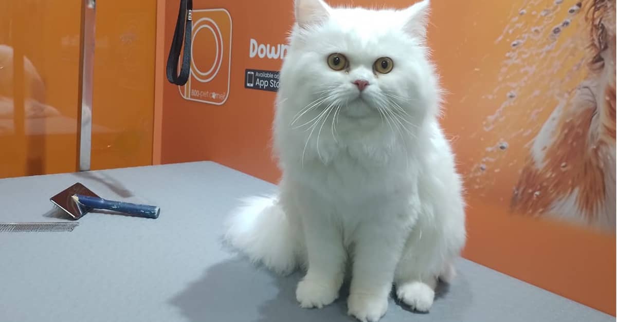 Basic Or Full Grooming At Pet Corner Dubai