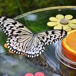 Dubai Butterfly Garden: Skip The Line at Dubai Butterfly Garden, Dubai, United Arab Emirates