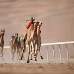 Dubai Royal Camel Race with Prime Seats & Short Camel Ride at Dubai royal Camel Racing Club, Dubai, United Arab Emirates