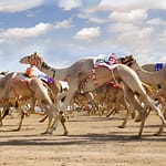 Dubai Royal Camel Race with Prime Seats & Short Camel Ride at Dubai royal Camel Racing Club
