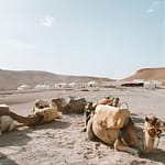 Half Day Camel Ride Agafay with Pickup at Hôtel Tazi, Marrakesh, Morocco