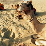 Half Day Camel Ride Agafay with Pickup at Hôtel Tazi