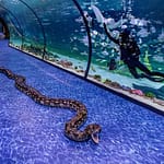 National Aquarium All Access Pass at The National Aquarium Abu Dhabi, Abu Dhabi, United Arab Emirates