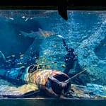 The National Aquarium Abu Dhabi at The National Aquarium Abu Dhabi, Abu Dhabi, United Arab Emirates