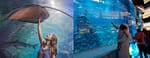 Dubai Aquarium & Underwater Zoo – Ray Encounter – Experiences