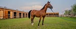 Horse Riding at Al Marmoom Oasis With Transfer – Desert safaris