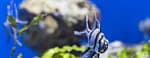 SEA LIFE Manchester Entry Ticket – Theme Parks