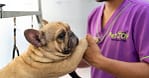 Basic Grooming Session At Pet Joy Veterinary Clinic Dubai