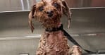 Basic Or Full Grooming At Pet Corner Dubai