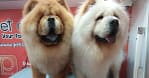 Basic Or Full Grooming At Pet Corner Dubai