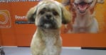 Basic Or Full Grooming At Pet Corner Dubai