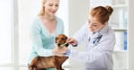Full Dental Scaling For Pets At Pet Joy Veterinary Clinic Dubai
