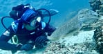 Diving Dubai