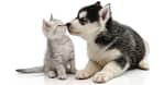 Dog/Cat Medical Check Up At Al Raha Veterinary Clinic Abu Dhabi