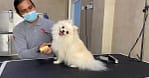 Extensive Pet Grooming Service Dubai