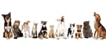 Full Cat And Dog Grooming In Jlt Dubai