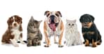 Full Grooming With Haircut At Cute Cat Veterinary Clinic Dubai
