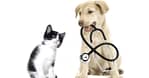 Get Specialized Vet Care For Your Pet At Cute Cat Veterinary Clinic Sharjah & N. Emirates