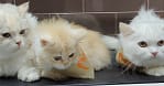 Groom, Grin, And Wag: Unleash Pet Paradise Dubai