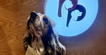 Groom, Grin, And Wag: Unleash Pet Paradise Dubai