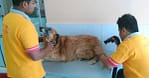 Full Grooming For A Cat Or Dog At Paws & Whiskers Pets Nursery Dubai