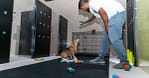 Pet Day Care At Six Pawz Pet Grooming Dubai