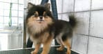 Pet Grooming Package At Sweet Grooming Pet Salon Abu Dhabi