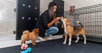 Treat Your Pet To The Ultimate Vip Experience Dubai