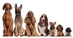 Up To 0% Off On At Al Raha Veterinary Clinic Abu Dhabi