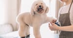 Cat Or Dog Full Grooming Dubai
