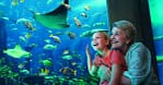 Up To 8% Off On At Peace Land Travel And Tourism Dubai