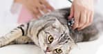 Veterinary Examination At Pet Connection Veterinary Clinic Dubai