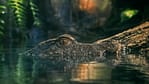 Dubai Aquarium & Underwater Zoo – King Crock Encounter – Experiences