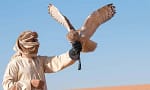 Desert Safari W/ Centralized Van W/ Optional 30-Min Quad Bike, & More Sharjah & N. Emirates