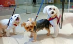 Groom, Grin, And Wag: Unleash Pet Paradise Dubai