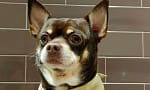 Groom, Grin, And Wag: Unleash Pet Paradise Dubai