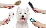 Treat Your Furry Friend To A Spa Day At Six Pawz Pet Grooming! Dubai
