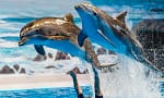 Up To 8% Off On At Peace Land Travel And Tourism Dubai
