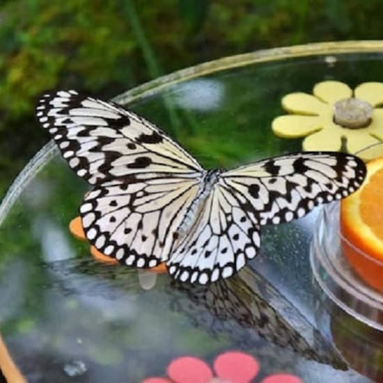 Dubai Butterfly Garden: Entry Ticket at Dubai Butterfly Garden