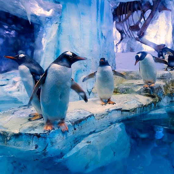Dubai Aquarium & Underwater Zoo - All Access Pass Experiences