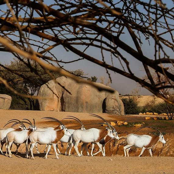 Al Ain Zoo Tickets Experiences