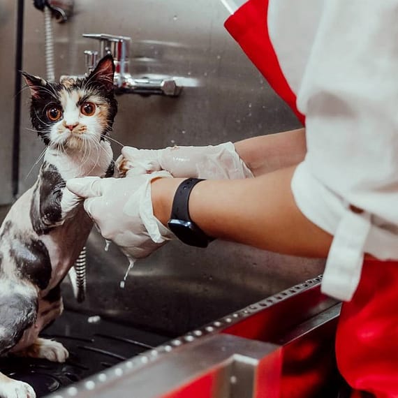 Basic Or Full Grooming For Cats Or Dogs At Pets Habitat Dubai