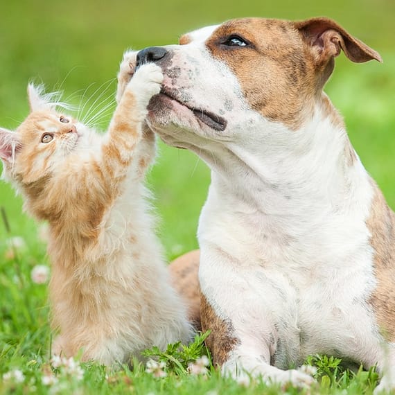 Basic Or Full Grooming For Cats Or Dogs Of Various Sizes Dubai