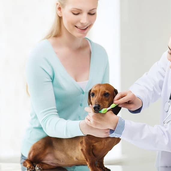 Full Dental Scaling For Pets At Pet Joy Veterinary Clinic Dubai