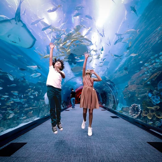 Dubai Aquarium & Underwater Zoo - Penguin Cove & Nursery Experience Experiences