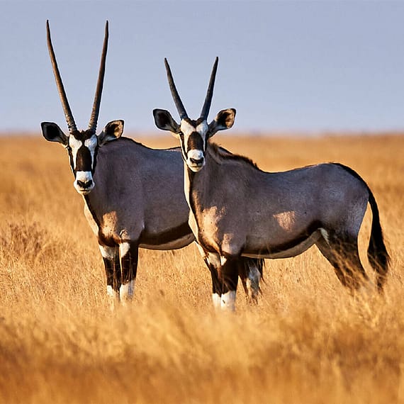 Dubai Safari Park Experiences