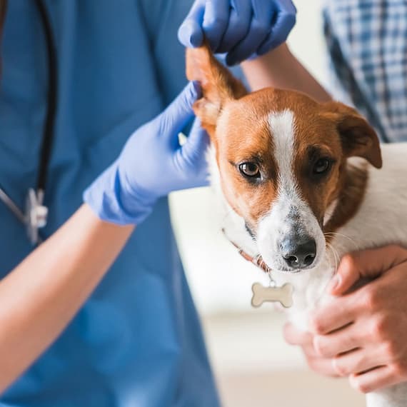Ensure Your Pets Health With Annual Vaccination For Cat Or Dog! Dubai