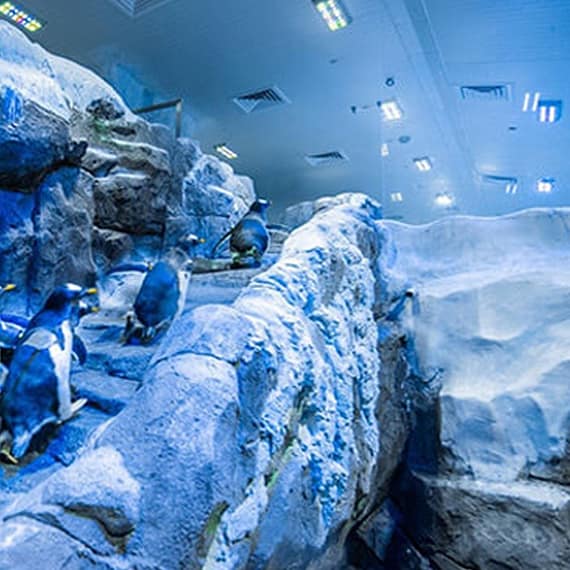 Explore Dubai Aquarium