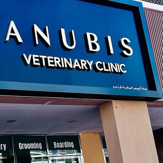 Male/Female Cat Or Small Breed Dogs (Up To 5 Kg) Castration Or Spaying Dubai